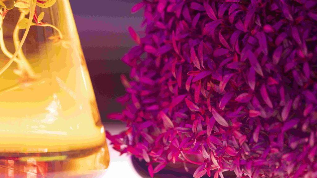 Bakuchiol Philippines, Bakuchiol Serum